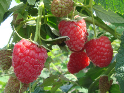 Малина Зюгана (Sugana)