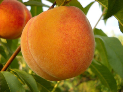 Персик Кросби (Crosby)