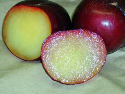 Плумкот (абрикосовая слива) Алекс