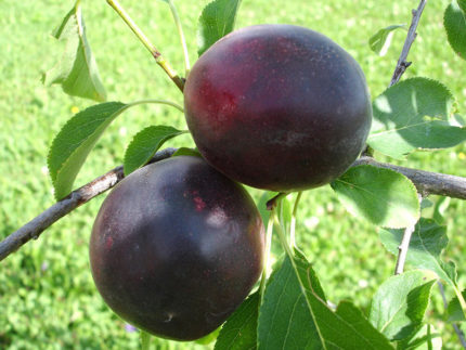Плумкот Колибри