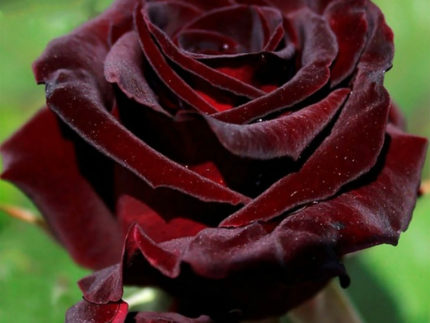 Роза Блэк баккара (Black baccara)