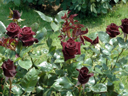 Роза Блэк баккара (Black baccara) саженцы