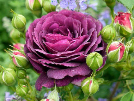 Роза Эбб Тайд (Ebb Tide или Purple Eden) флорибунда