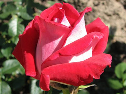 Роза Люксор (Luxor)