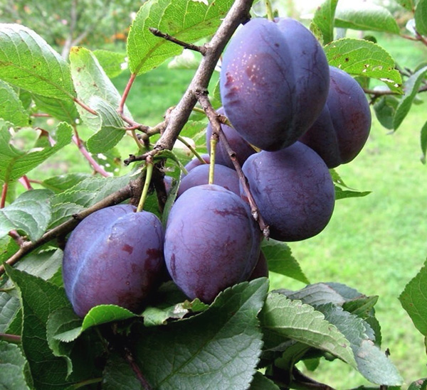sliva-vengerka-korneevskaya Слива Венгерка Корнеевская