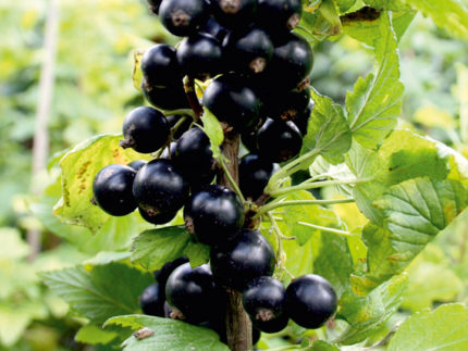 Смородина черная Cassissima Noiroma (Ноирома) саженцы