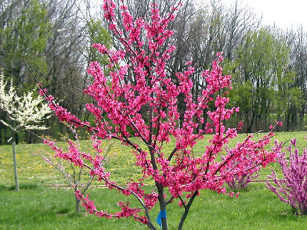 Церцис канадский Appalachian Red саженцы