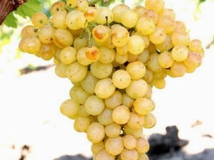 Виноград кишмиш Белое пламя саженцы