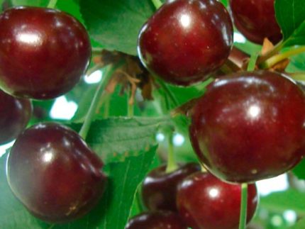 Вишня Призвание саженцы