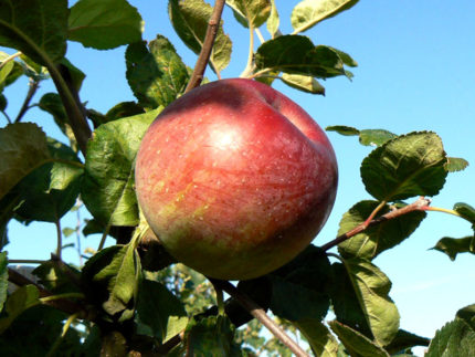Яблоня Алеся (Олеся)