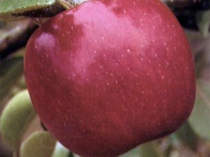 Яблоня Бребурн Ред Филд (Redfield Braeburn)
