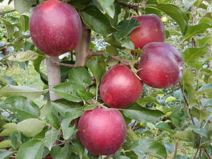 Яблоня Моди (Modì)
