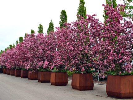 Яблоня Рудольф (Malus Rudolph) саженцы