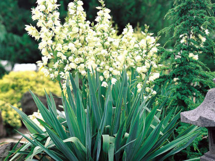 Юкка Нитчатая (Yucca Filamentosa)